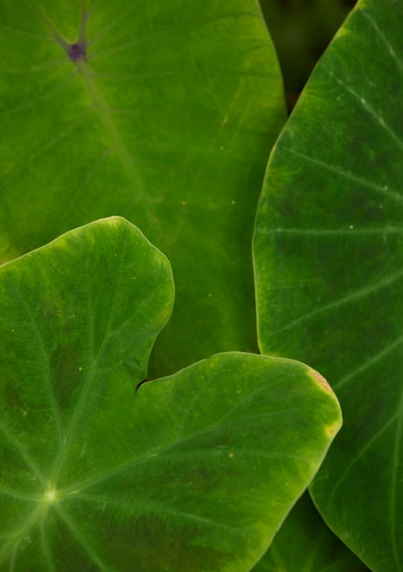 Foglie verdi tropicali sullo sfondo natura concetto di pianta della foresta estiva layout creativo