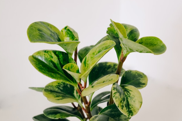 Foglie verdi variegate della pianta d'appartamento Variegata di Peperomia