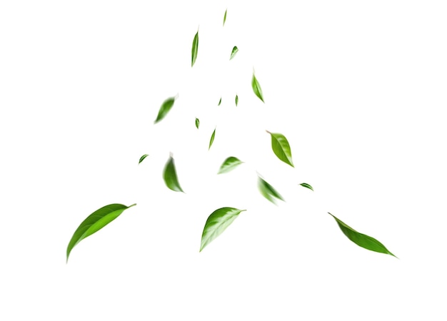 Foglie verdi volanti su sfondo bianco Fogliame fresco di primavera Ambiente ed ecologia sullo sfondo