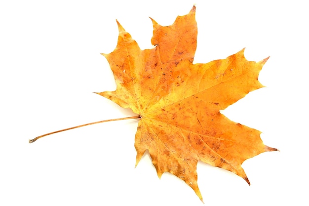 Foglio di autunno luminoso isolato su bianco