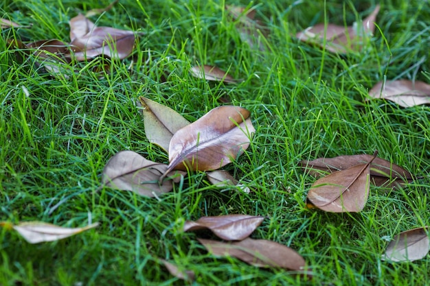 Foglio di autunno sul primo piano di macro dell'erba verde