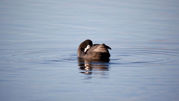 Folaga che nuota su un lago limpido al sole