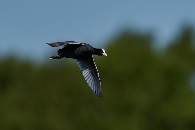 Folaga eurasiatica Fulica atra