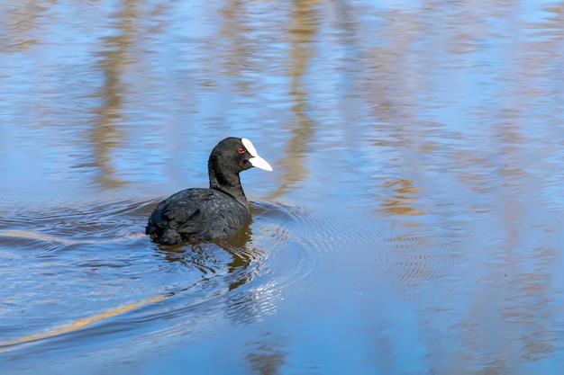 Folaga eurasiatica sulla superficie dell'acqua