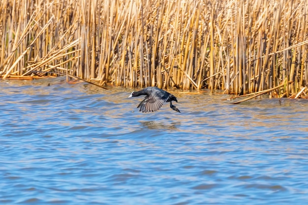 Folaga euroasiatica in volo sull'acqua