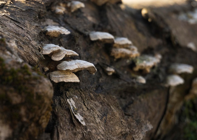 Fomes di funghi sul tronco di un albero