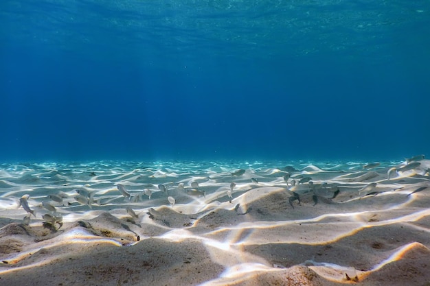 Fondale sabbioso, pesci che nuotano sott'acqua