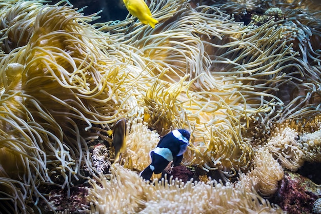 Fondali profondi con pesci e barriera corallina