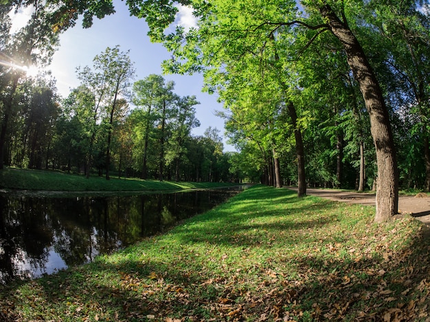 Fondo all&#39;aperto di Forest Park verde.