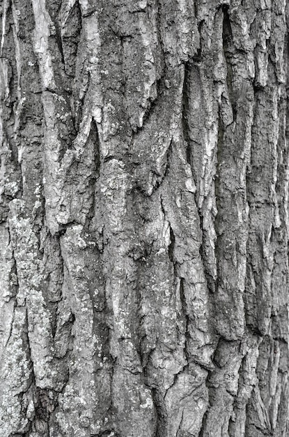 Fondo asciutto di struttura della corteccia di albero