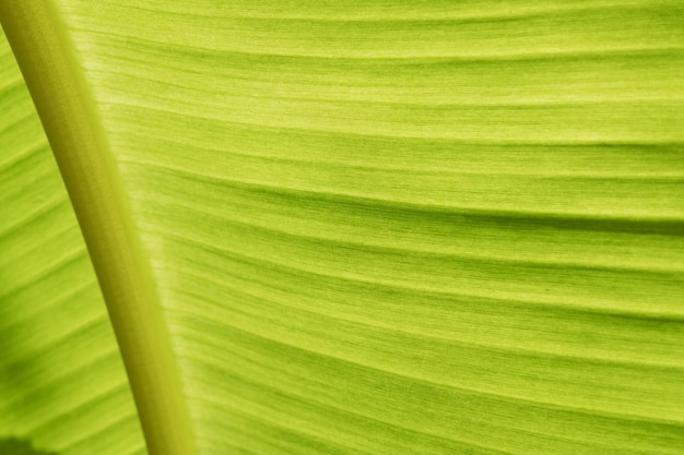 Fondo astratto del congedo di verde della foglia della banana