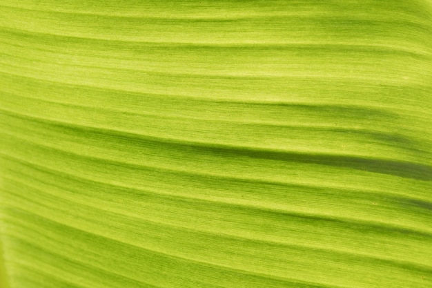 Fondo astratto del congedo di verde della foglia della banana