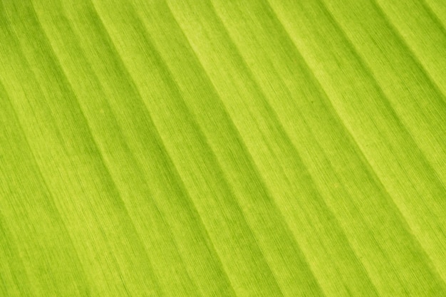 Fondo astratto del congedo di verde della foglia della banana