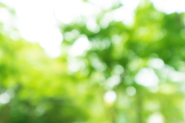 Fondo astratto della natura dell'albero della sfuocatura del bokeh con luce solare su estate.