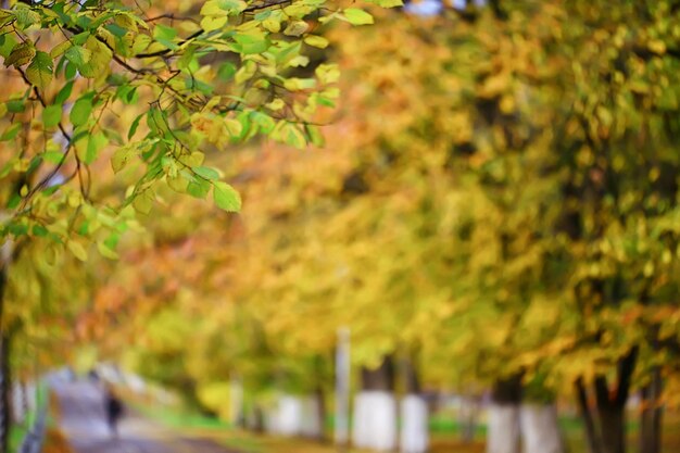 fondo astratto delle foglie gialle cadute, caduta dorata del calendario