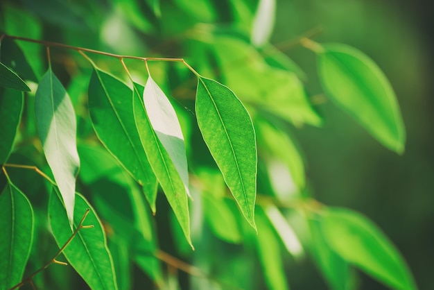 Fondo astratto delle foglie verdi dell'eucalyptus con il sole che splende e lo spazio della copia