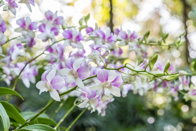 Fondo astratto delle orchidee-Dendrobium porpora bianche.