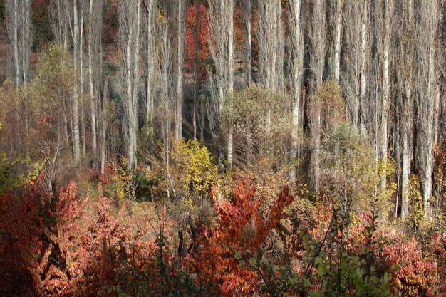 Fondo astratto di autunno