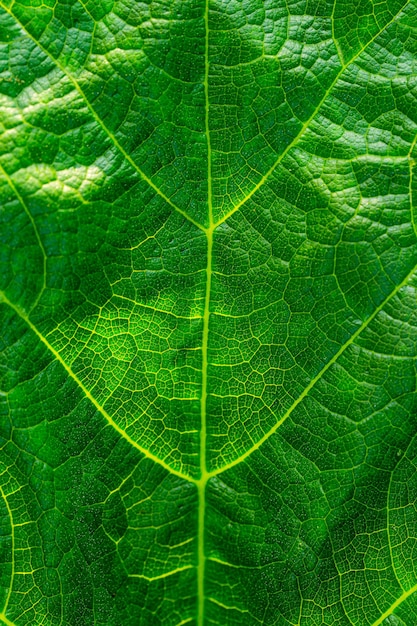 Fondo astratto di struttura della foglia verde del primo piano