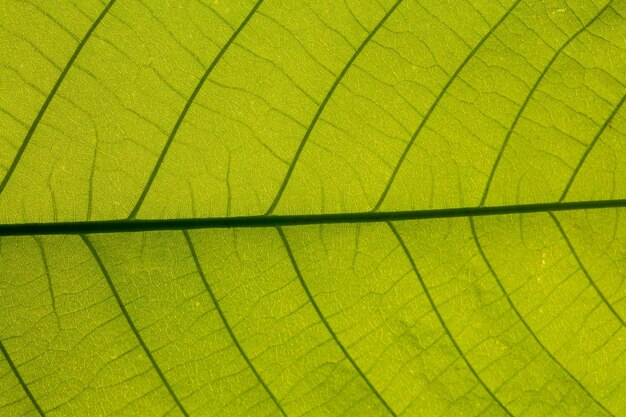 Fondo astratto di struttura della foglia verde del primo piano