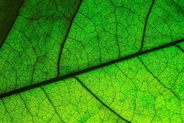 Fondo astratto di struttura della foglia verde del primo piano