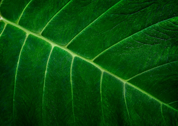 Fondo astratto di struttura della foglia verde