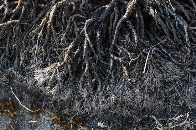 Fondo astratto di struttura della natura della spina