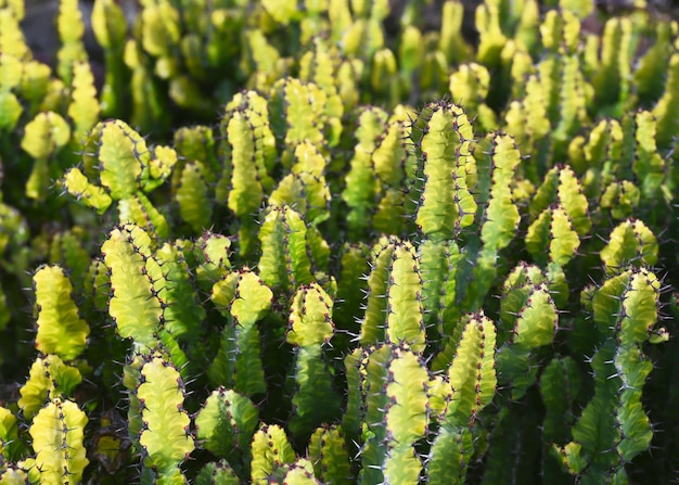 Fondo astratto naturale del cactus stupefacente del candelabro in un giardino tropicale