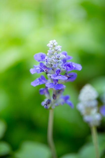 Fondo basso della sfuocatura del fuoco del fiore della lavanda.