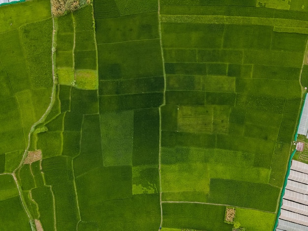 Fondo blu del campo