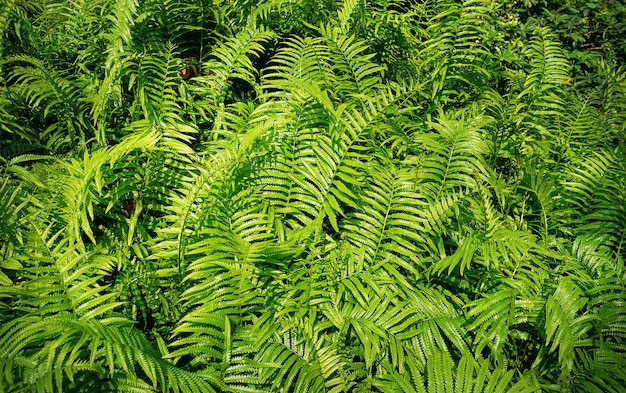 Fondo completo della struttura delle foglie fresche della felce verde