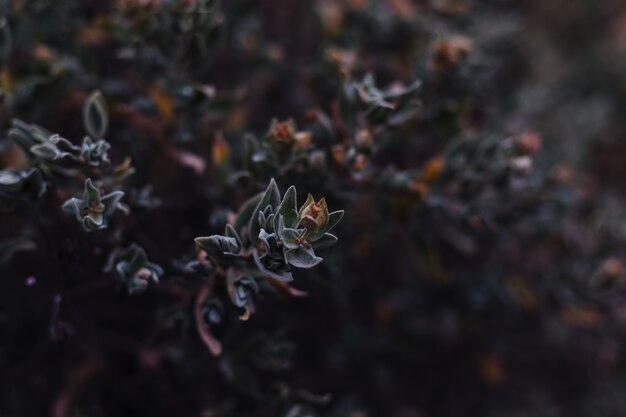 Fondo de plantas y flores del bosque.