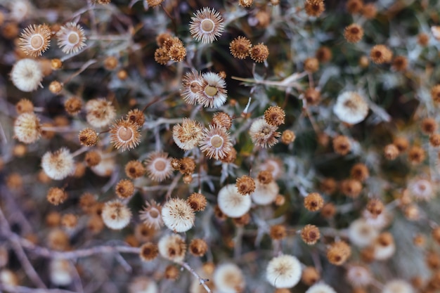 Fondo de plantas y flores del bosque.