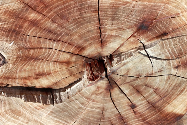 Fondo degli anelli di un anno di struttura di legno