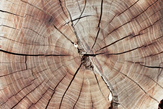 Fondo degli anelli di un anno di struttura di legno