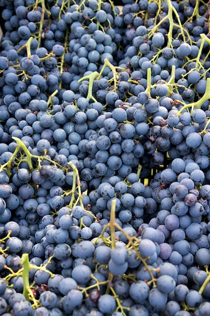 Fondo dei grappoli o dell'uva nera e blu fresca sulle loro viti.