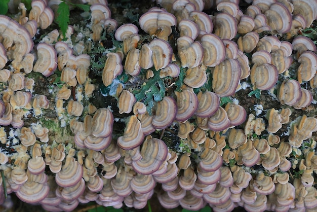 fondo dei parassiti dei funghi di legno, fauna selvatica della foresta della medicina