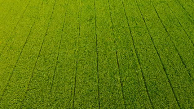 fondo del campo, paesaggio di vista superiore, natura