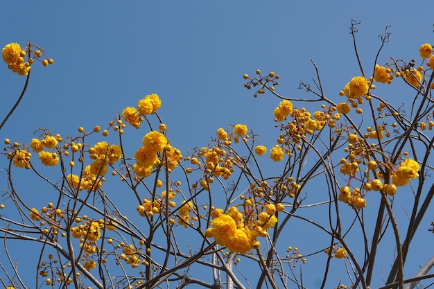 Fondo del cielo blu del fiore di Supannika