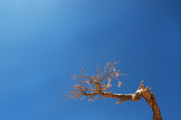 Fondo del cielo blu luminoso e ramo dello spazio dell'albero per il testo