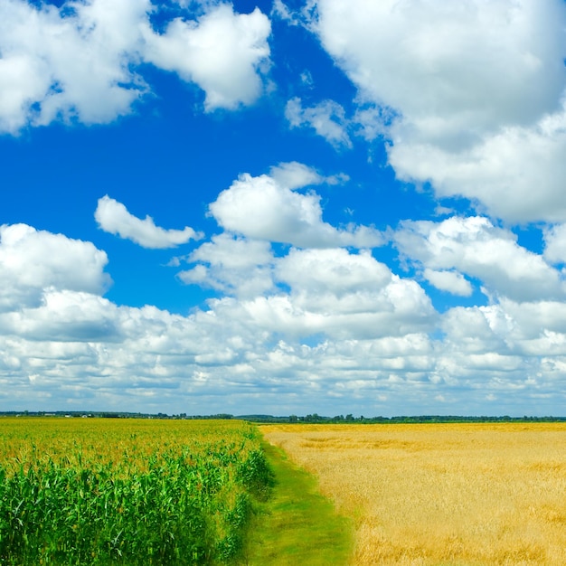 Fondo del cielo del mais di grano