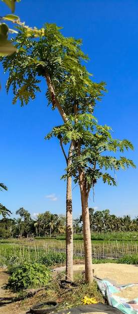 Fondo del cielo dell'albero di papaya preso da un angolo del primo piano