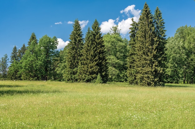 Fondo del cielo e dell'erba del pascolo in un parco. Campo verde con denti di leone bianchi e gialli all'aperto in natura in estate. Campo estivo verde brillante durante il giorno. Cielo erboso e parco erboso