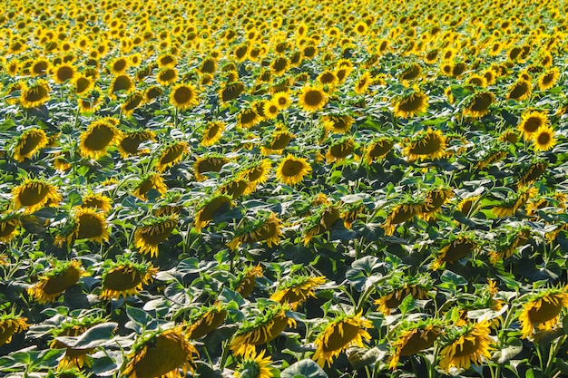 Fondo del giacimento del girasole sul tramonto con il fuoco selettivo