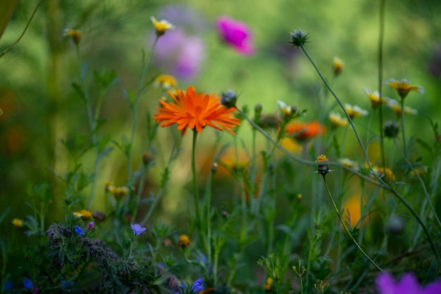 Fondo del letto di fiori di estate dei fiori di campo