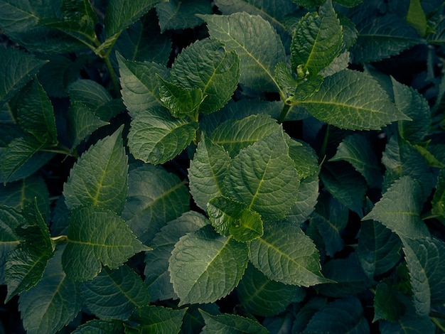 Fondo del modello delle foglie verdi.