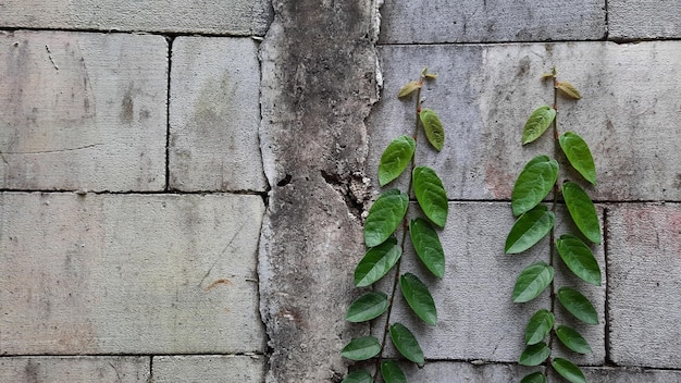 Fondo del muro di mattoni con l'ornamento delle viti 01