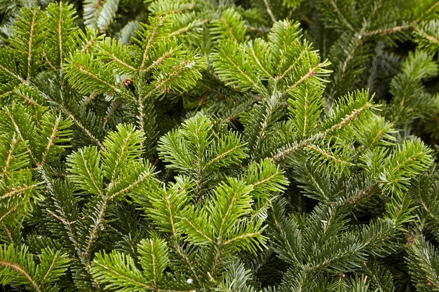 Fondo del primo piano dei rami verdi dell'albero di Natale