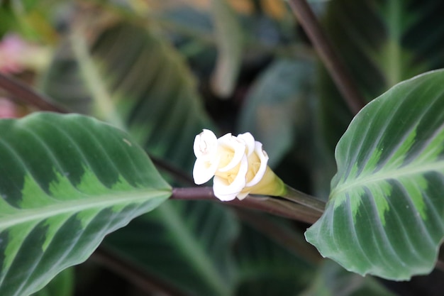 Fondo del primo piano del fiore di warscewiczii di Calathea