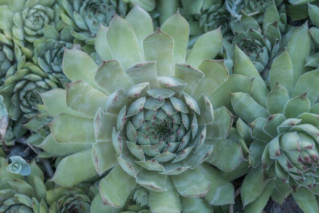 Fondo del primo piano verde pallido delle succulente. consistenza delle piante grasse